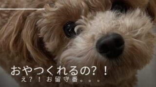 あたちの真剣なまなざしの理由🐶✨ 