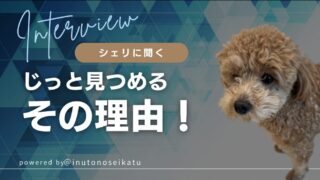 🐾 じっと見つめるその理由 🐾 