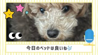 🐾 もふもふ革命！あたちの冬支度 🐾 